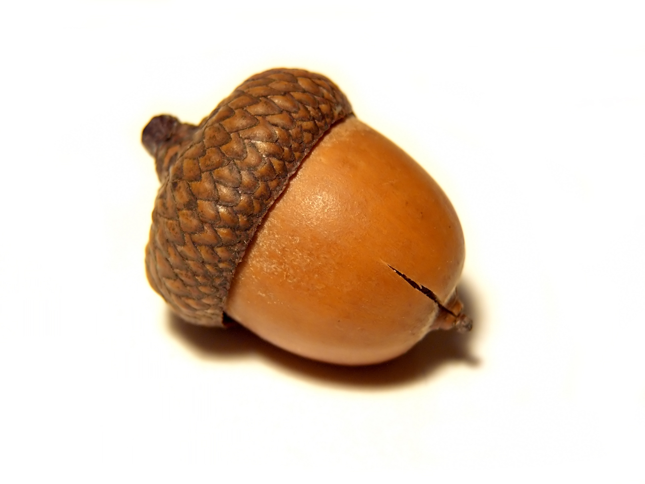 Photograph of a cracked acorn. Accompanying FROM HUMBLE ORIGINS' FHOLOGUE blog post "YOUR UNIQUELY INDIVIDUAL PERSONAL LEGACY". Image copyright www.freeimages.com / Emma McCreary.
